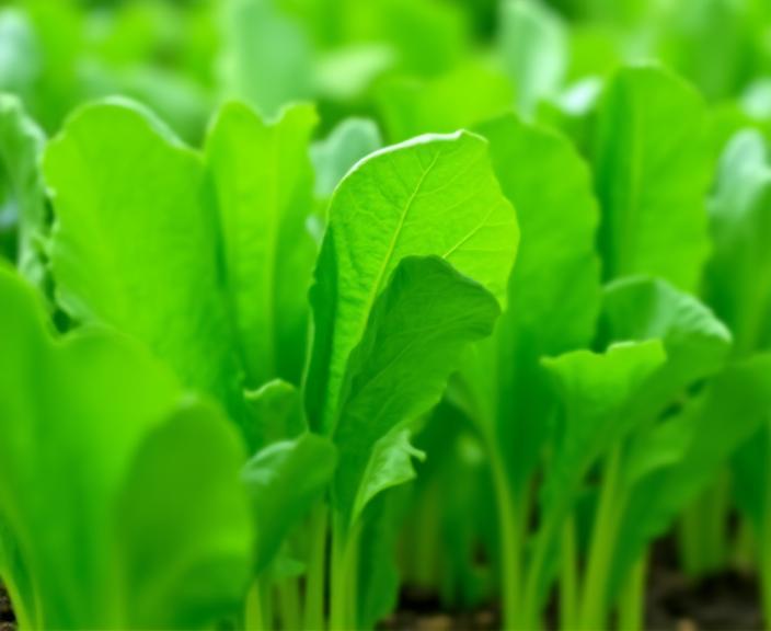 Sustainable Pechay